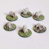 Sheep - Animal